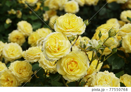 バラ　Rose 77550768