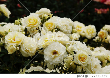 バラ　Rose 77550769