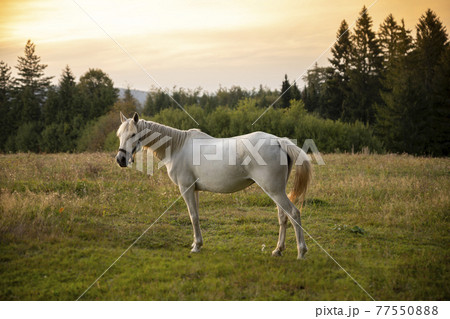 Beautiful white Horse in pasture at sunset 77550888