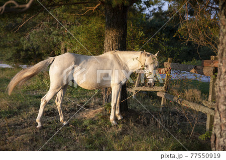 Beautiful white Horse in pasture at sunset Beautiful white Horse in pasture at sunset 77550919