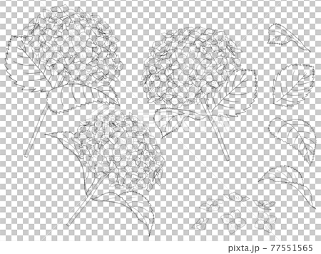 あじさいの線画セット あじさいの線画セット 77551565