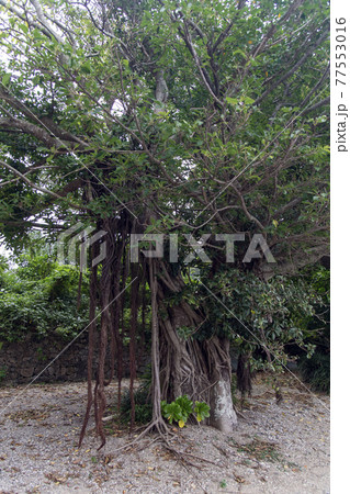 奄美群島　加計呂麻島の諸鈍デイゴ並木のガジュマルの木 77553016