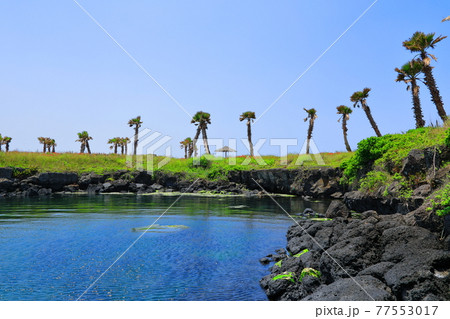 海岸 湖 花 77553017