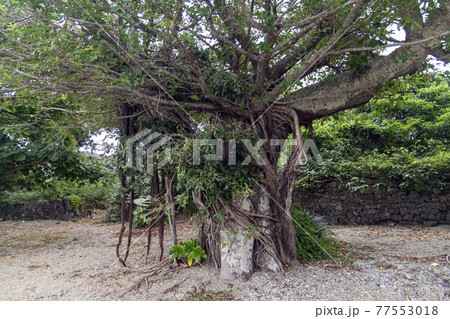 奄美群島 加計呂麻島の諸鈍デイゴ並木のガジュマルの木の写真素材 [77553018] - PIXTA