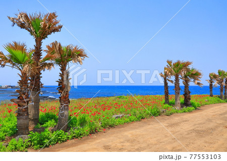 済州島 海岸 ビーチ 77553103