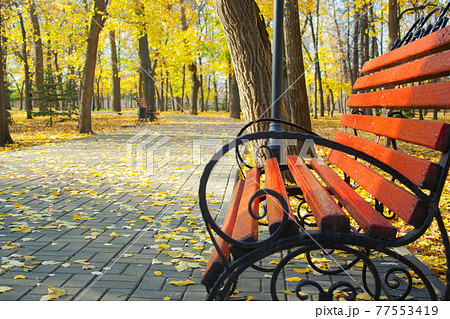 Bench in park Bench in park 77553419