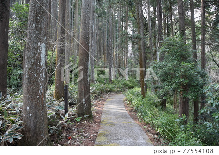 長興山母の里 杉林に囲まれた石段公苑 長興山母の里 杉林に囲まれた石段公苑 77554108