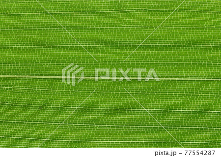 竹の仲間・メダケ（雌竹）の葉と葉脈 77554287