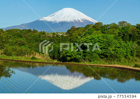 富士小山町竹之下の棚田に映る富士山と青空 77554594