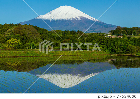 富士小山町竹之下の棚田に映る富士山と青空 77554600