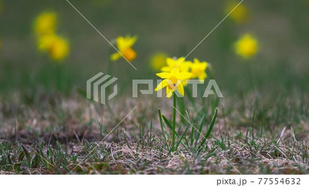 滝野すずらん丘陵公園のスイセン 滝野すずらん丘陵公園のスイセン 77554632