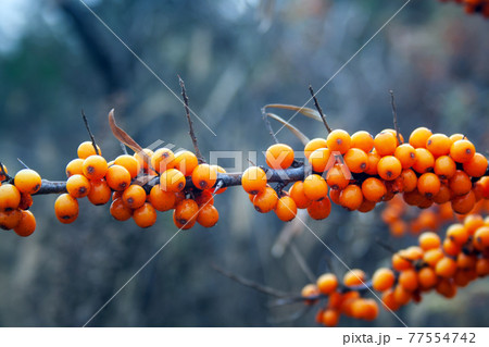 Sea buckthorn berries Sea buckthorn berries 77554742