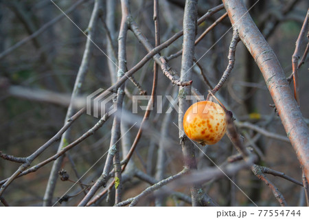 The last apple 77554744