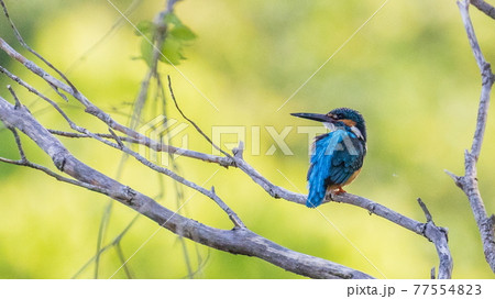 カワセミ カワセミ 77554823