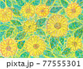 ひまわり向日葵 77555301