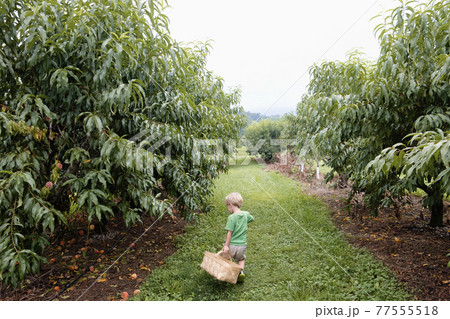 Rear view of boy searching between peach trees on fruit farm 77555518