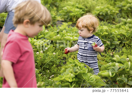 Mother and young sons picking strawberries 77555641