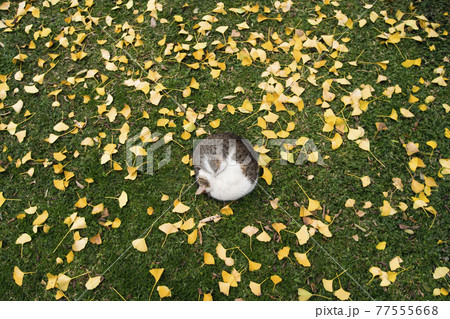 Cat sleeping on grass, surrounded by ginkgo leaves, Buenos Aires, Argentina 77555668