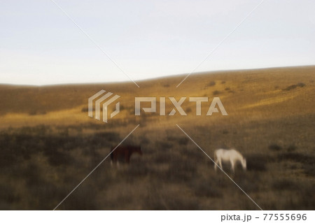Horses on hillside, Patagonia, El Chalten , Argentina 77555696