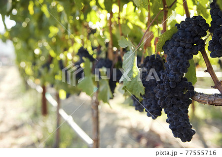 Grapes growing in vineyard, Napa Valley, California, USA 77555716