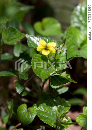 ダイセンキスミレ 77555890