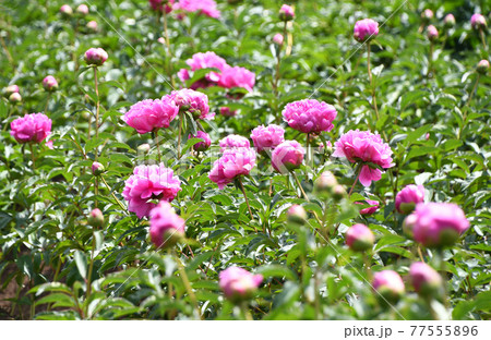 シャクヤク(芍薬) シャクヤク(芍薬) 77555896