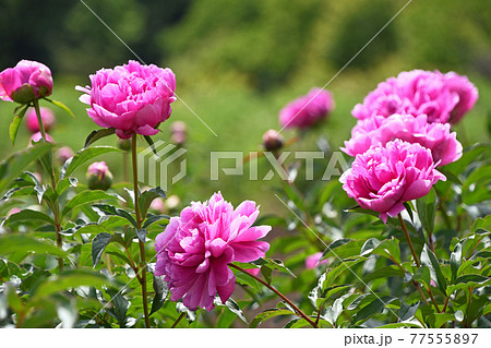 シャクヤク(芍薬) シャクヤク(芍薬) 77555897