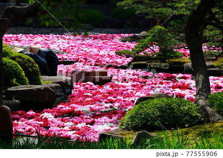 由志園の牡丹 由志園の牡丹 77555906