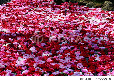 由志園の牡丹 77555916