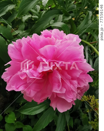 庭に咲く芍薬（シャクヤク）の花 77556146