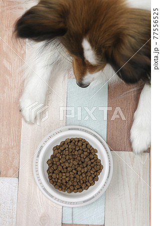 ドッグフードをじっと見つめる飼い犬　シェルティー 77556525