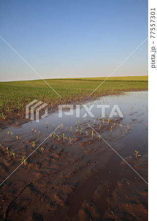 Small corn plants in field after flood 77557301