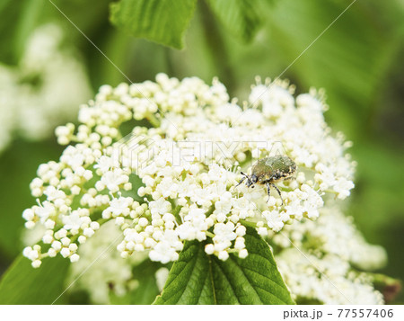 ガマズミの花とハナムグリ 77557406