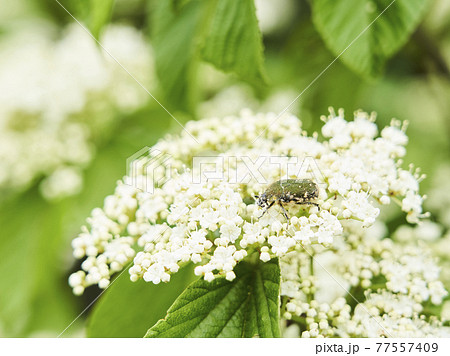 ガマズミの花とハナムグリ 77557409