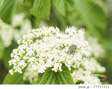 ガマズミの花とハナムグリ 77557411