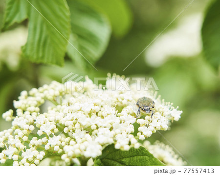 ガマズミの花とハナムグリ 77557413