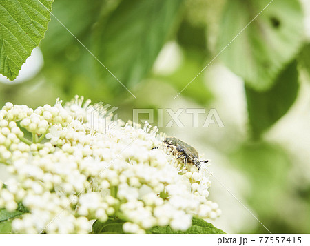ガマズミの花とハナムグリ 77557415