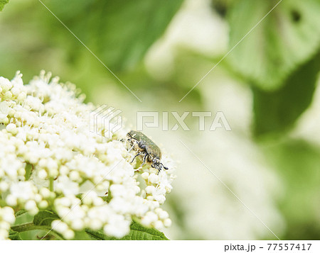 ガマズミの花とハナムグリ 77557417