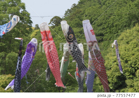 鯉のぼり 鎌倉中央公園 鯉のぼり 鎌倉中央公園 77557477