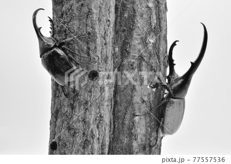 ヘラクレスオオカブト 77557536