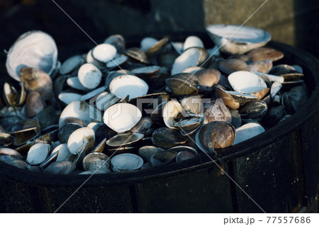 あさり 貝殻  あさり 貝殻  77557686