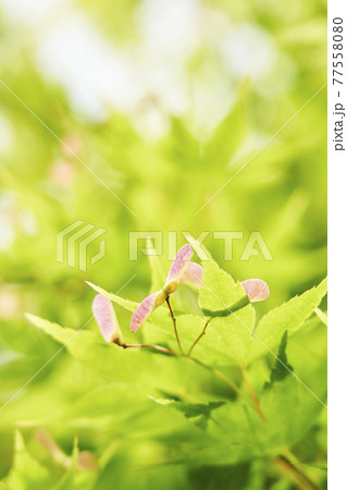 紅葉の種 紅葉の種 77558080