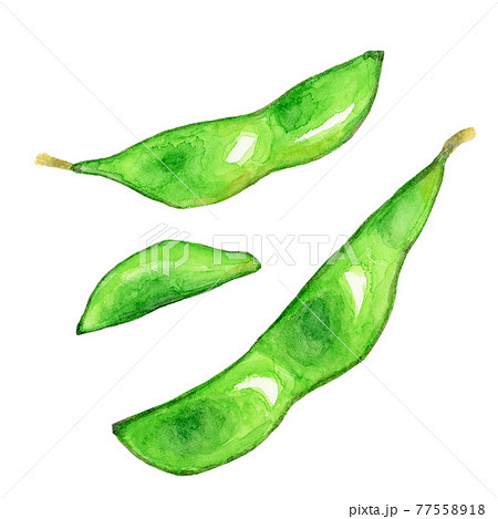 枝豆 手描き水彩画 のイラスト素材