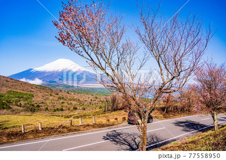 （山梨県）山焼き後のパノラマ台から望む富士山 77558950