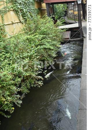 小川のコイ 77559771