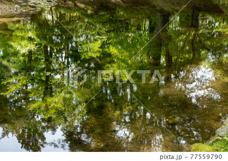 新緑の木々の水鏡 新緑の木々の水鏡 77559790