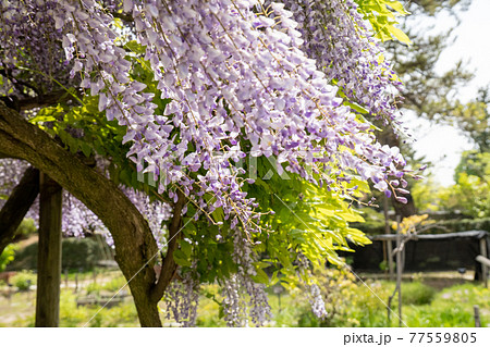 風になびく藤の花 アップ の写真素材