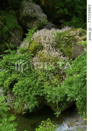 秩父の日野沢川の岩に咲くユキノシタ 秩父の日野沢川の岩に咲くユキノシタ 77559965