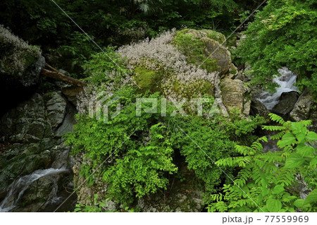 秩父の日野沢川の岩に咲くユキノシタ 秩父の日野沢川の岩に咲くユキノシタ 77559969