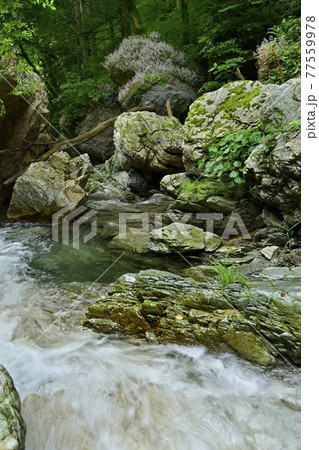 秩父の日野沢川の岩に咲くユキノシタ 秩父の日野沢川の岩に咲くユキノシタ 77559978